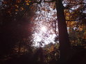 Podzimní Slunce v koruně buku na pravém břehu Divoké Orlice v dolní polovině chráněného území Zemská brána.