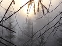 Slunce se dere přes podzimní mlhu v pramenné oblasti Divoké Orlice, chráněném území Torfowisko pod Zieleńcem.