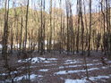 Malý lužní les v sousedství lesa běžného na pravém břehu Divoké Orlice pod Liticemi nad Orlicí.
